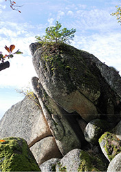 Mit Pflanzen bewachsener Felsen